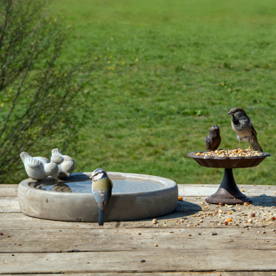 Madáretetés szabályai: Hogyan etesd a madarakat évszakonként?